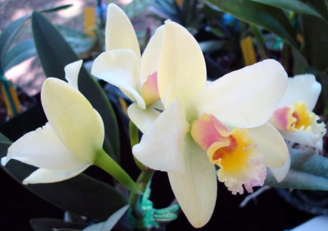 Cattleya luteola