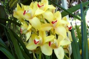 yellow cymbidium orchids