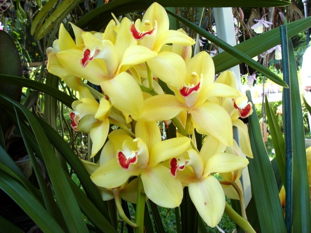 yellow cymbidium orchids