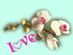 white orchid love card