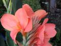 Catarina's garden nurseries - beautiful Canna Lily