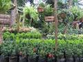 Catarina's garden nurseries - thousands of plants