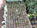 Catarina's garden nurseries - little ornamental cactuses