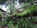 Catarina's garden nurseries - exotic garden