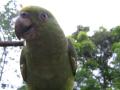 Catarina's garden nurseries - cute big parrot