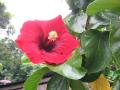 Catarina's garden nurseries - shiny tropical hibiscus