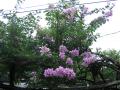 Catarina - lilac bougainvillea