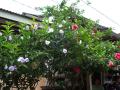 Catarina - blossoming bushes on the streets