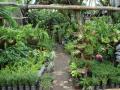 Catarina's garden nurseries - lush tropical greenery