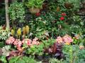 Catarina's garden nurseries - tropical flowers and plants