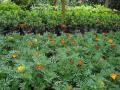 Catarina's garden nurseries - orange-yellow marigolds