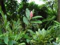 Catarina's garden nurseries - tropical giant plants