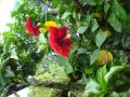 Catarina's garden nurseries - red hibiscus