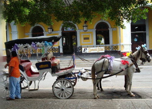 horse pulled carriage