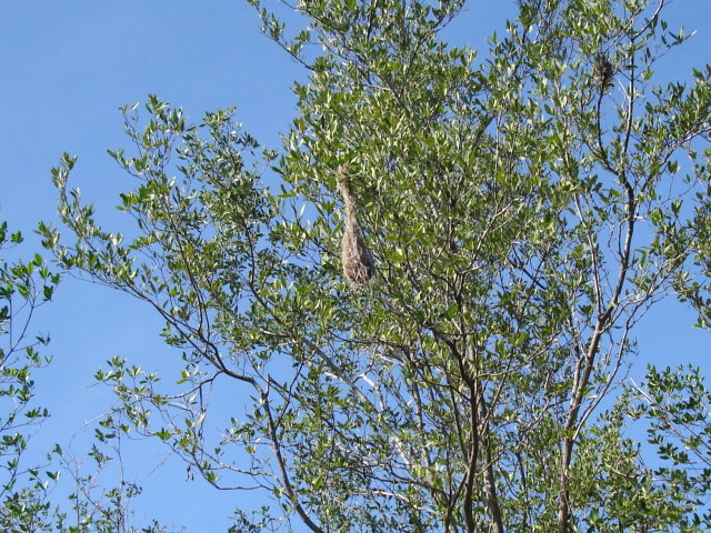 Hanging bird nest