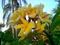 tropical flower photo