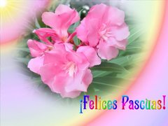 flores rosadas