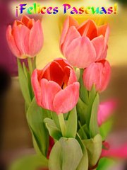 tulipanes rojos