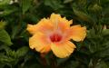 beautiful orange hibiscus