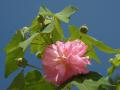 beautiful tropical pink flower