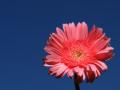 beautiful gerbera