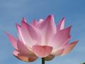 beautiful pink lotus