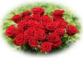 beautiful red roses