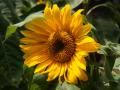 beautiful sunflower