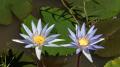 blue water lilies