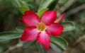 desert rose