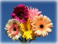 gerbera bouquet