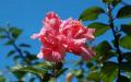 pink hibiscus