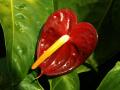 red anthurium