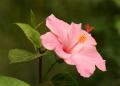 soft pink hibiscus