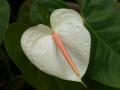 white flamingo flower