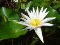 white lotus flower