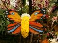 Large butterfly made of flower blossoms