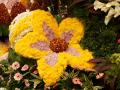 Flower made of yellow and pink Chrysanthemum blossoms