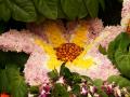 Pink and yellow Chrysanthemum bloom