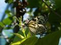 Butterfly - Philippine islands