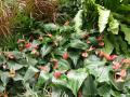 Blumen Garten mit roten Flamingoblumen - Anthurien - Anthurium