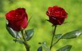 2 rote Rosen