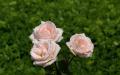 3 rosa Rosen Bild