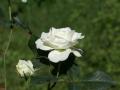 Foto weisse Rose