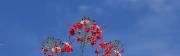 Tropical flowers with blue sky background - Boracay island