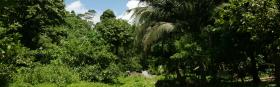 Jungle path - green tropical nature