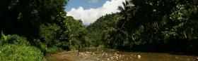 Jungle river