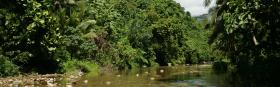 Lush tropical vegetation - jungle river