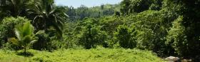 Dense green vegetation