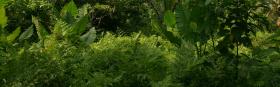 Lush green vegetation